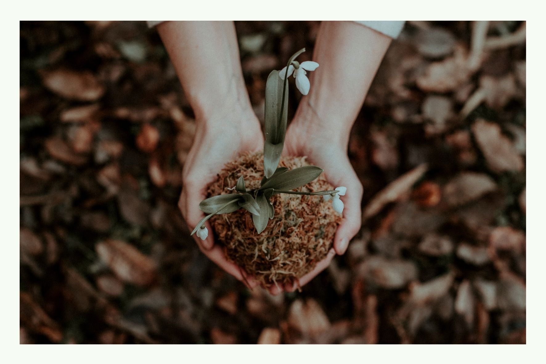 Due mani tengono una piccola pianta con terra sopra il suolo del bosco Due mani tengono una piccola pianta con terra sopra il suolo del bosco