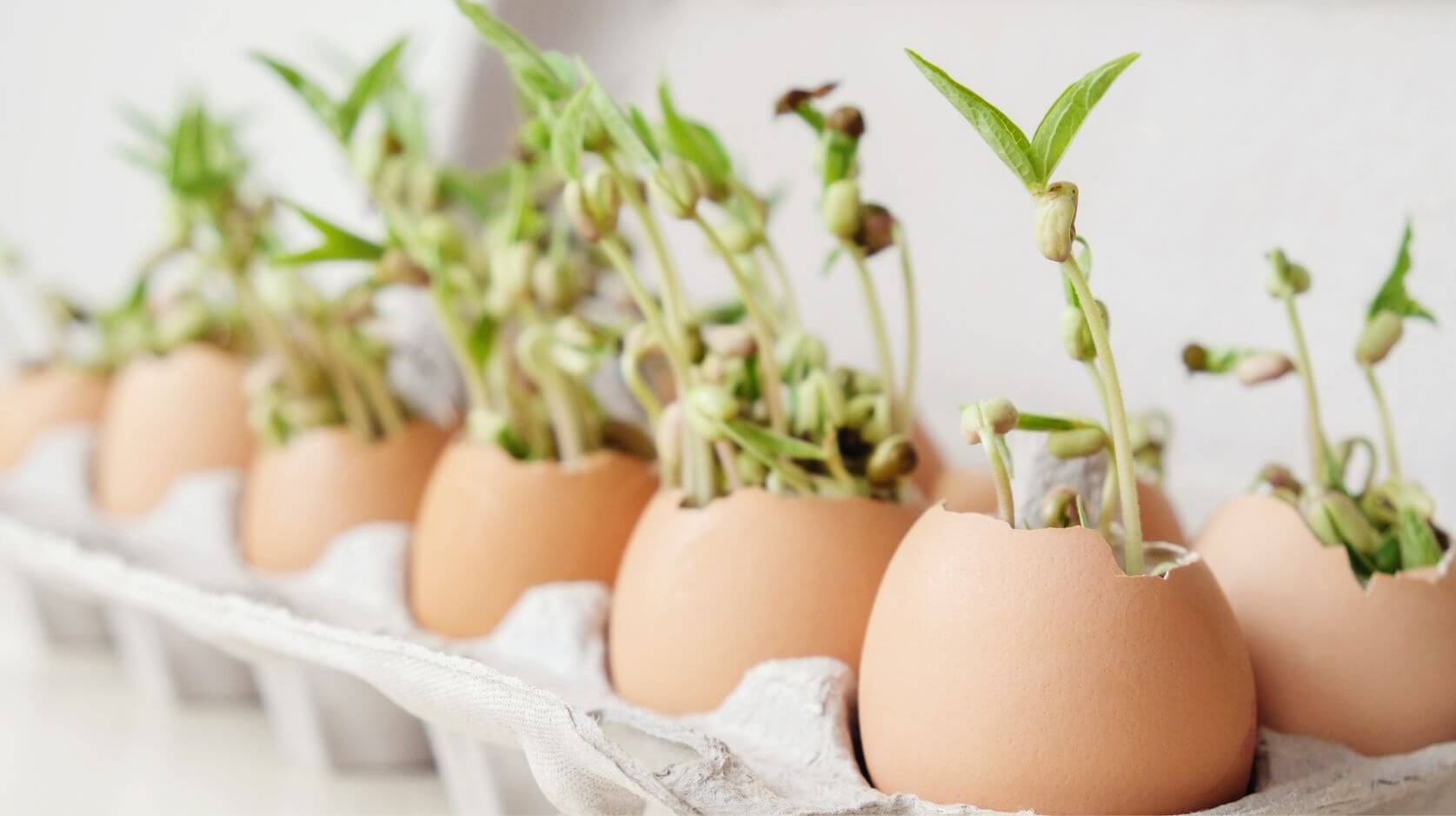 Eggshells as flower pots